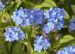 forget me not, wild flower, meadow