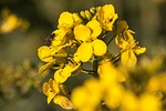 oilseed rape, agricultural operation, yellow