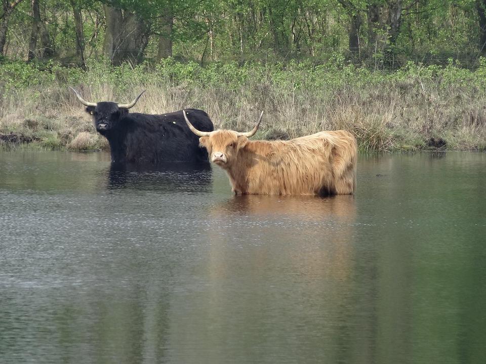 Ochsen K he Grazer Kostenloses Foto Auf Pixabay