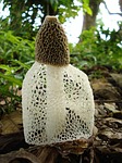 phallus indusiatus, fungus, stinkhorn