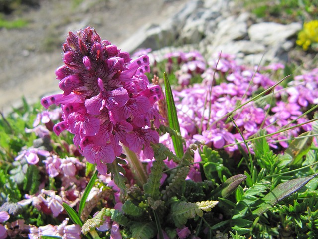 Flor Alpina, Flor, Fundo Flor