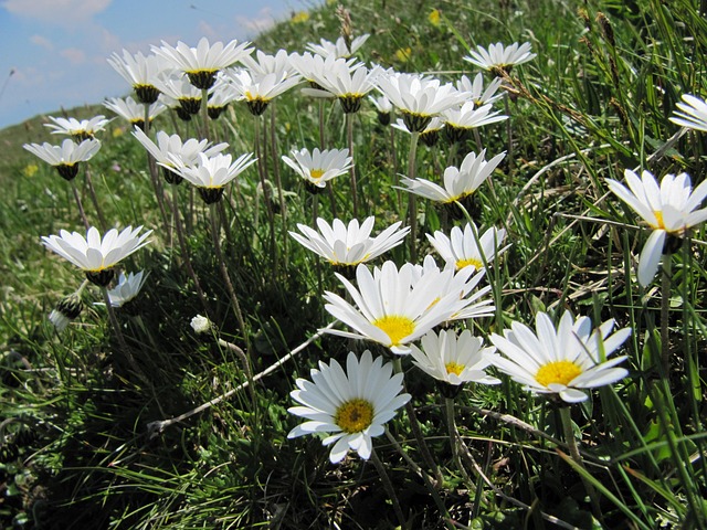 Margaridas, Prado Flor, Flor