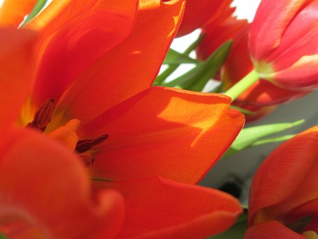 Free Tulips Flower photo and picture