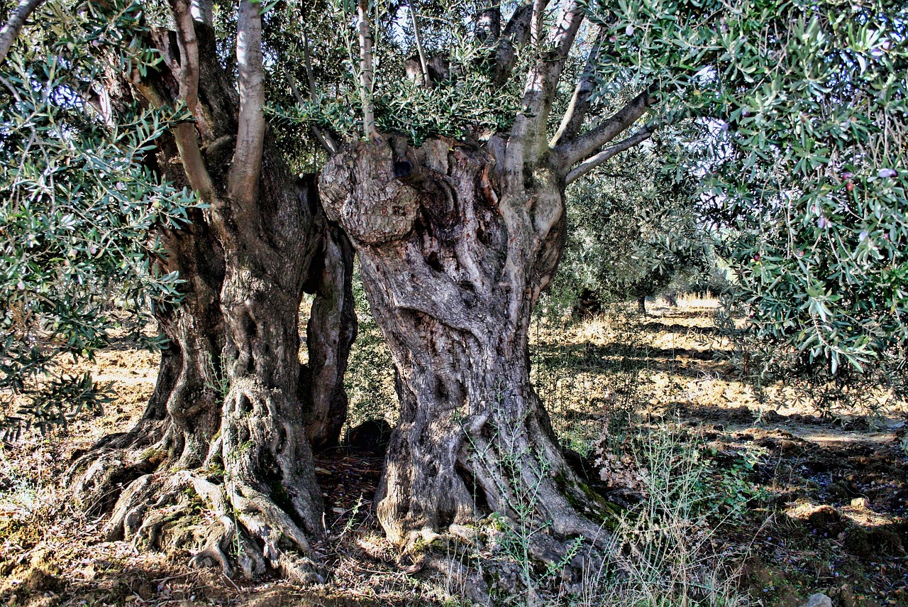 Oneress Collana Con Ciondolo Albero Di Ulivo E Semi Di Senape - Gioiello Religioso In Acciaio Inox, Simbolo Di Famiglia E Amicizia