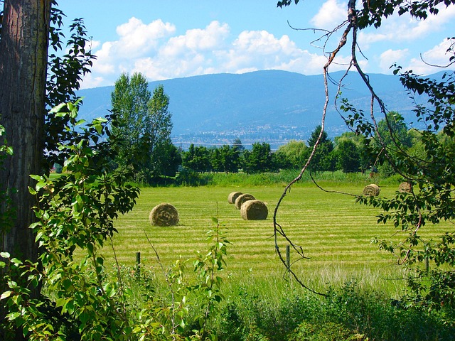Free Field Hay photo and picture