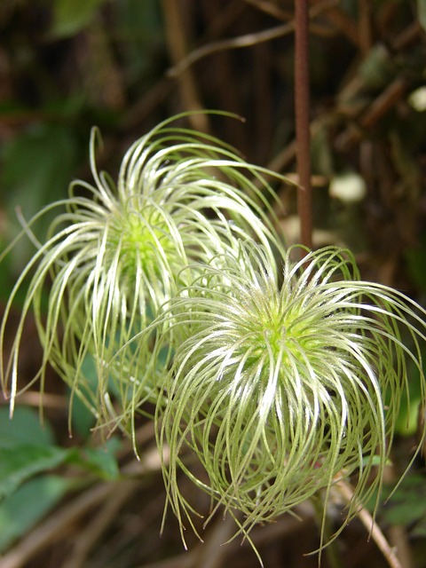 Free Plant Natural photo and picture