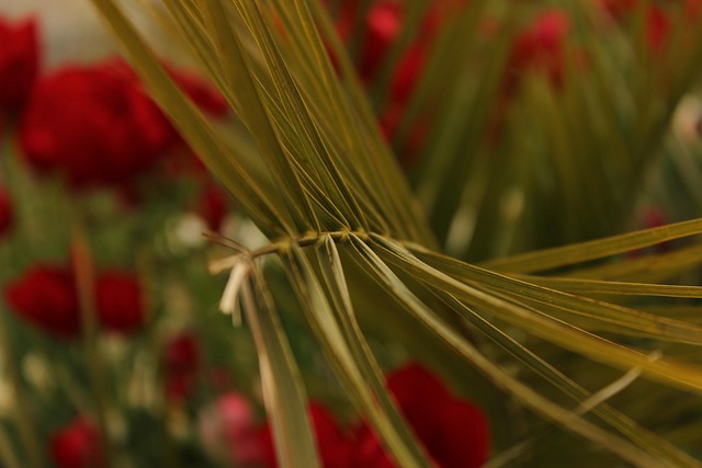 Free Needles Fern photo and picture