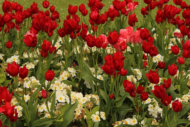 Free Tulips Red photo and picture