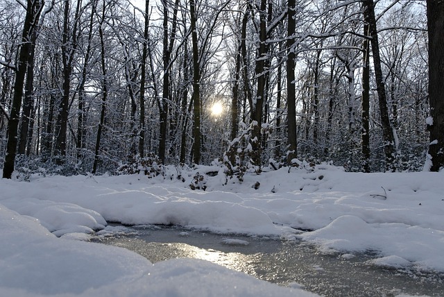 Sne, Skov, Natur