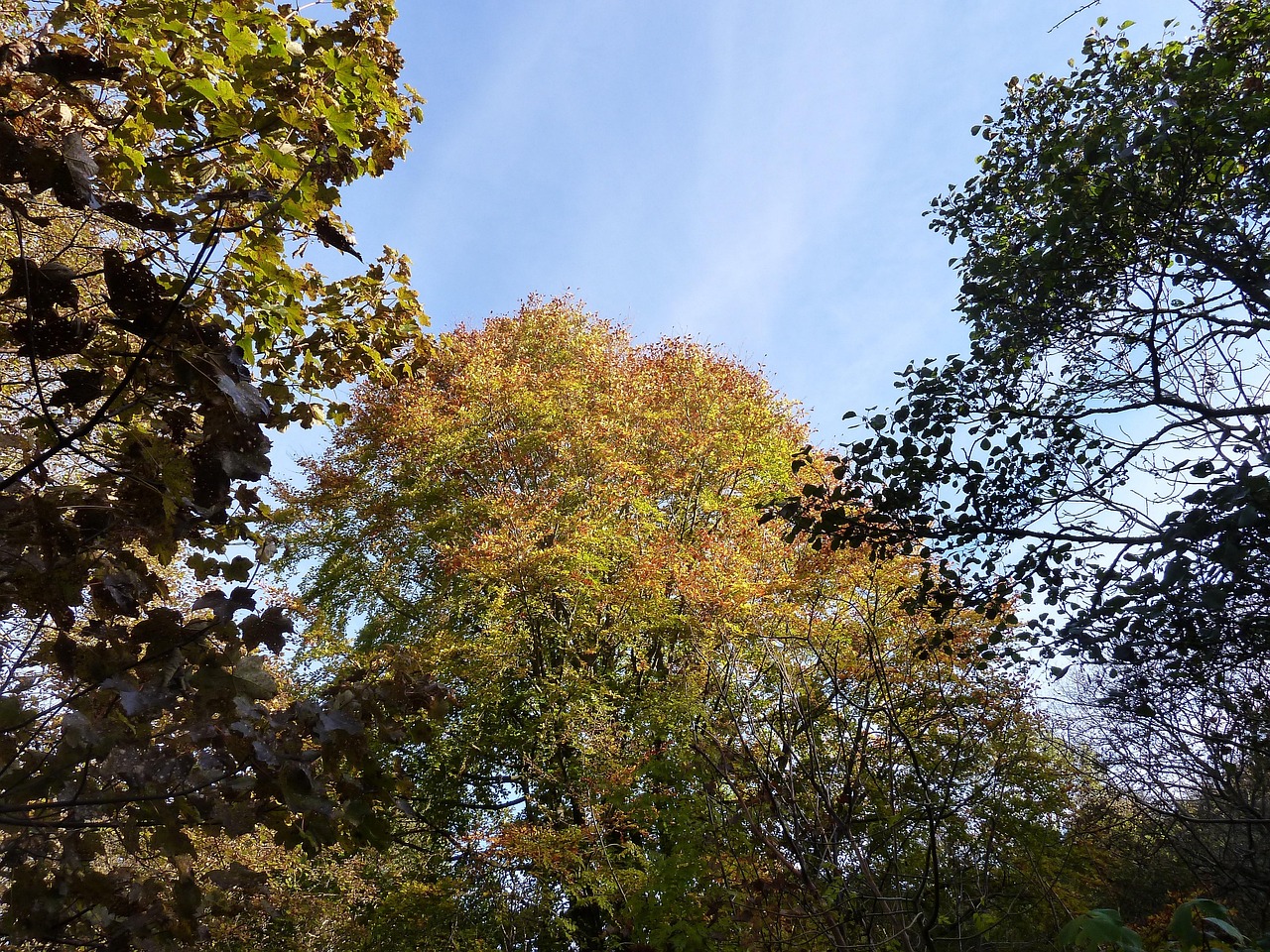 Tree Tops Autumn Free photo on Pixabay Pixabay