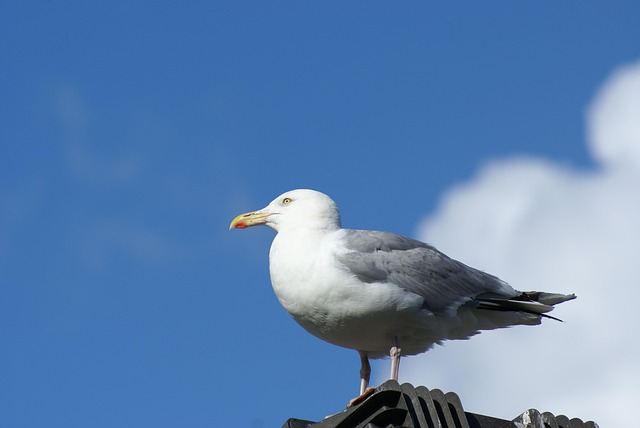 Free Gull Heaven photo and picture