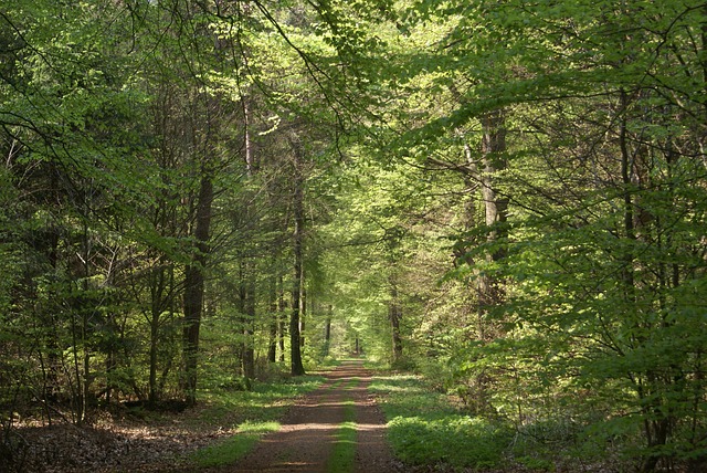 Free Forest Path Summer photo and picture