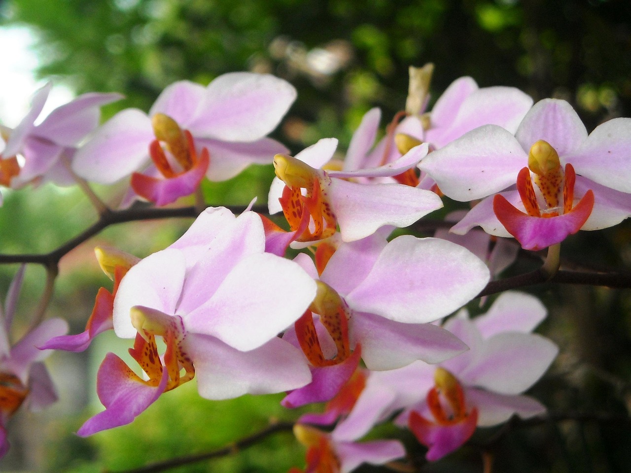 Flor Orquídea - Foto gratis en Pixabay - Pixabay