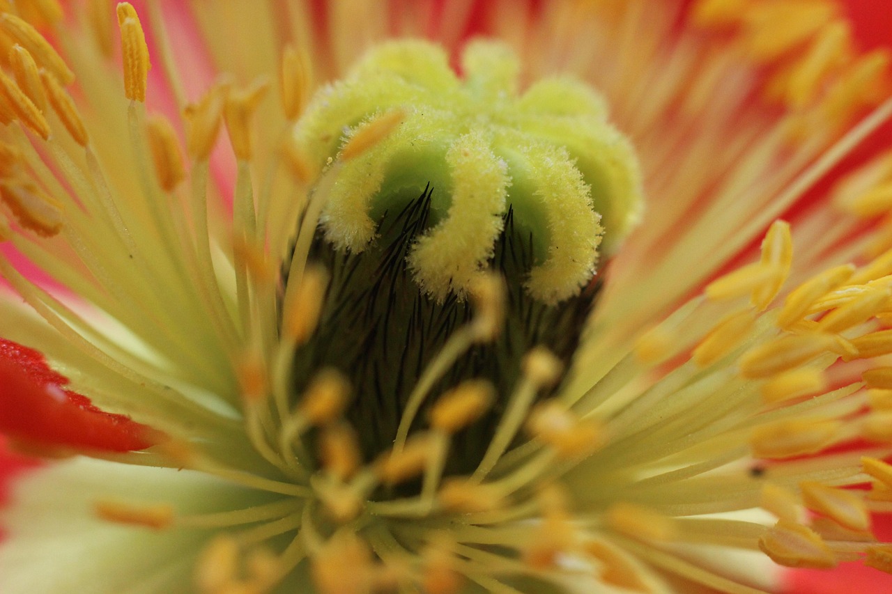 Poppy - free online jigsaw puzzle photo