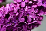 syringa vulgaris, purple lilac, lilac
