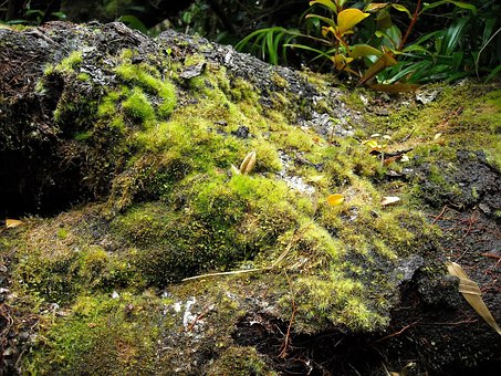 Natur, Grün, Flora, Boden