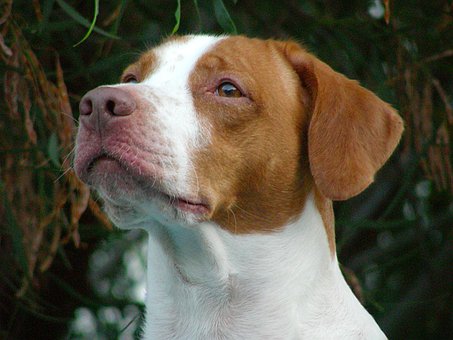 Hund, Maskottchen, Tiere