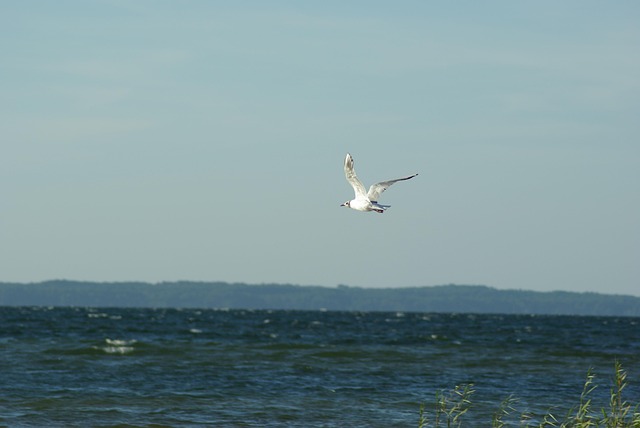 Måge, Fugl, Himmel, Hav