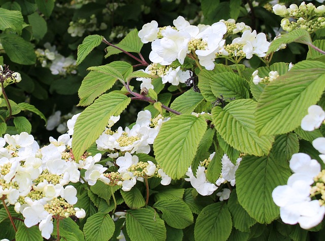 Strauch, Hortensie, Kletterhortensie Foto pixabay.com/de/users/markus53-104801/ Kletterpflanzen, bunte Kunstwerke für Wände und Zäune