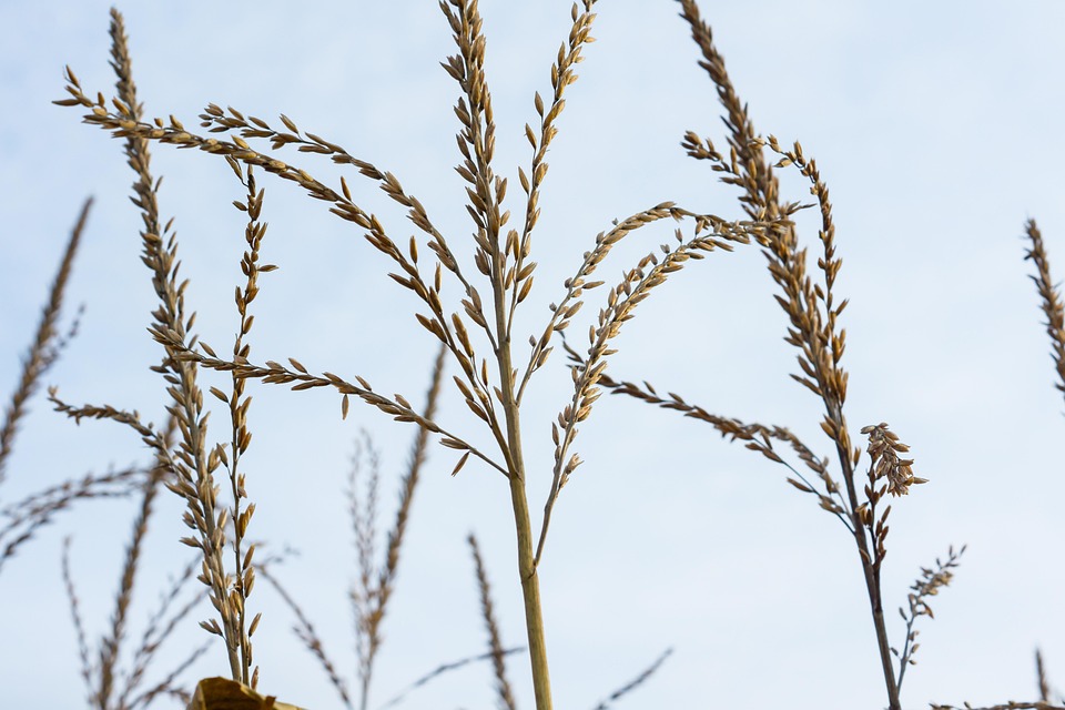 Spike Grasses Blades Of Grass - Free photo on Pixabay - Pixabay