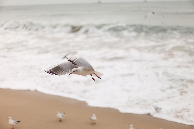 Seagull, Nieuw, Oceaan