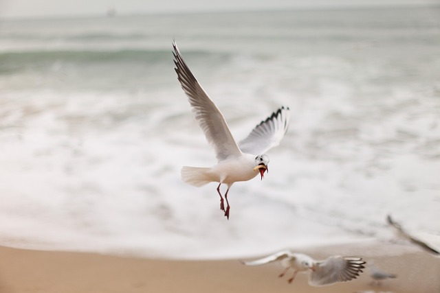Seagull, Nieuw, Oceaan