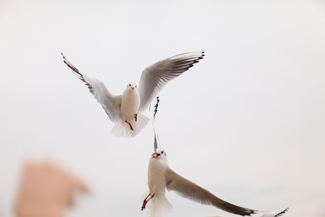 Seagull, Nieuw, Oceaan