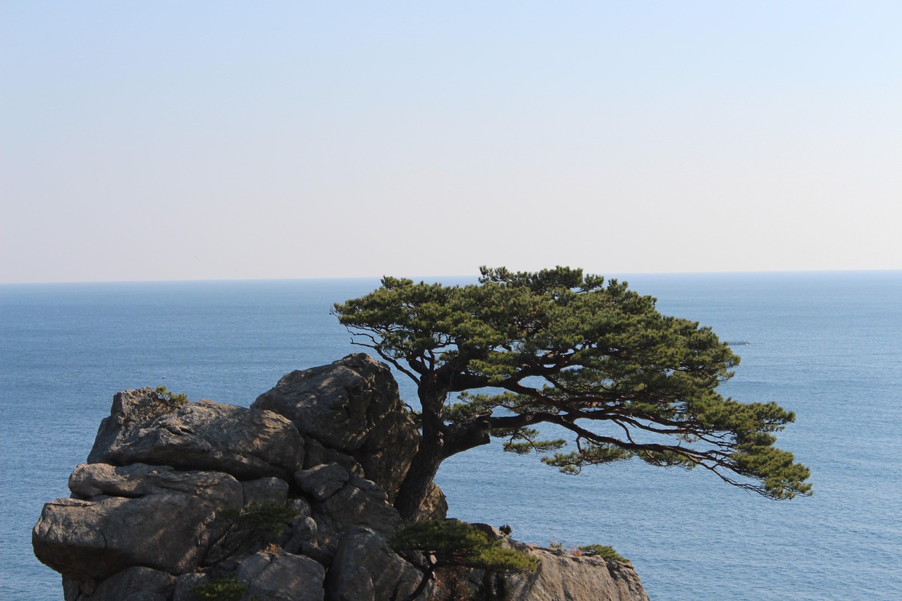 바위 소나무 - Pixabay의 무료 사진 - Pixabay