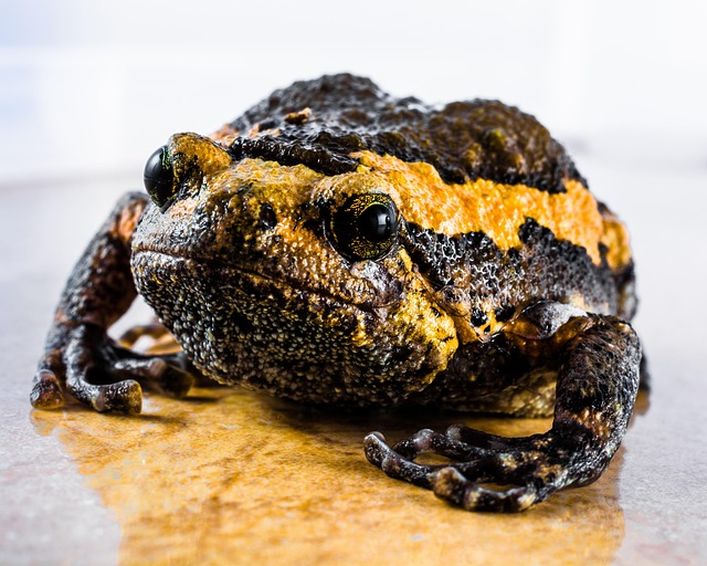 Free Toad Frog Through photo and picture