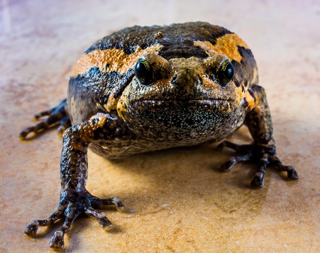 Free Toad Frog Through photo and picture
