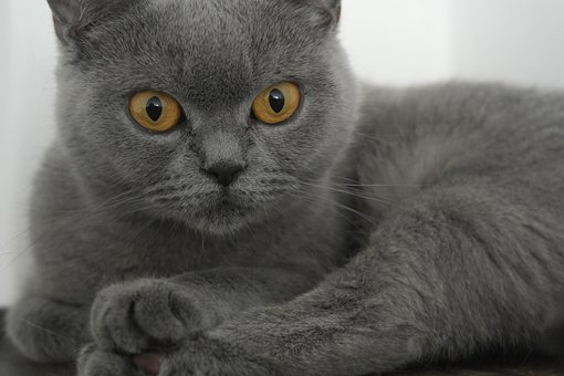 Gato Británico, Preocupo Por, Gris
