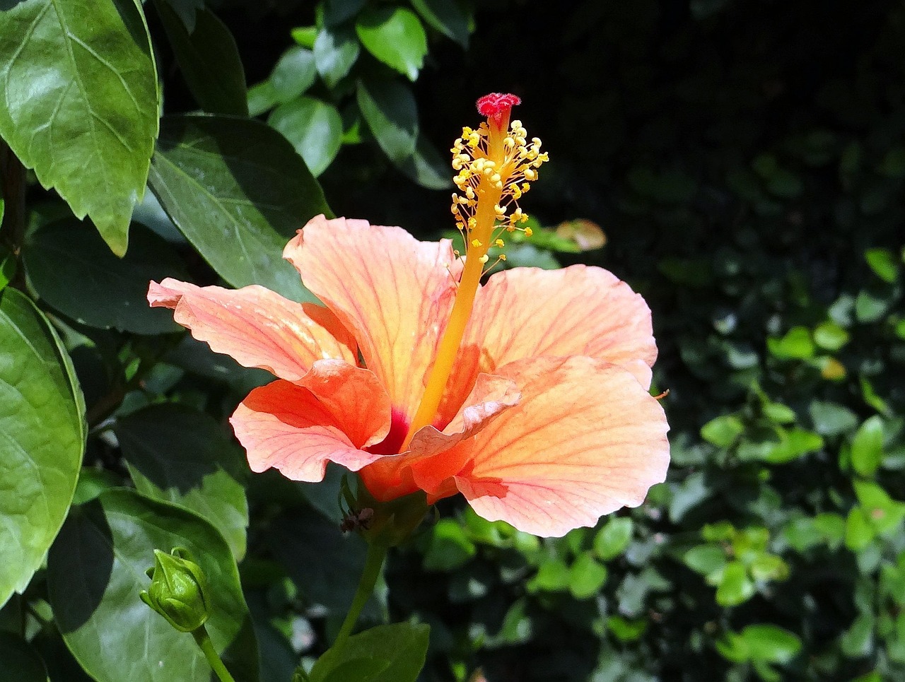 hibiscus-336940_1280.jpg