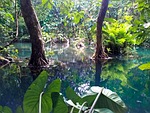 jungle, laos, luang prabang