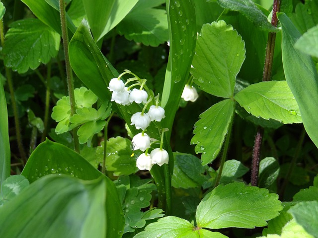 Free Lily Of The Valley Blossom photo and picture