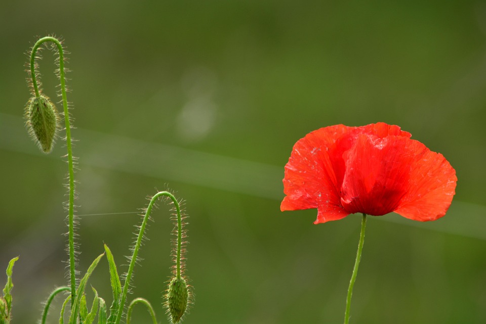 ポピー 花 夏 花のつぼみ 赤