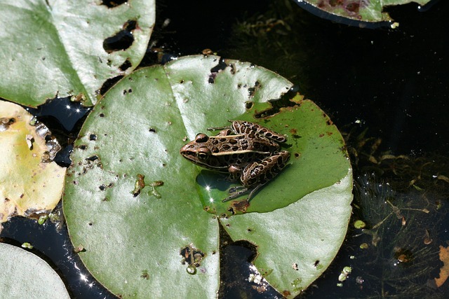 Free Frog Amphibian photo and picture