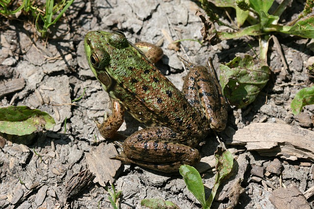 Free Frog Amphibian photo and picture