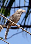 white-headed babbler, yellow-billed babbler, leiothrichidae