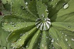 frauenmantel, alchemilla, genus