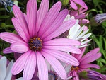 african daisy, daisy, flower
