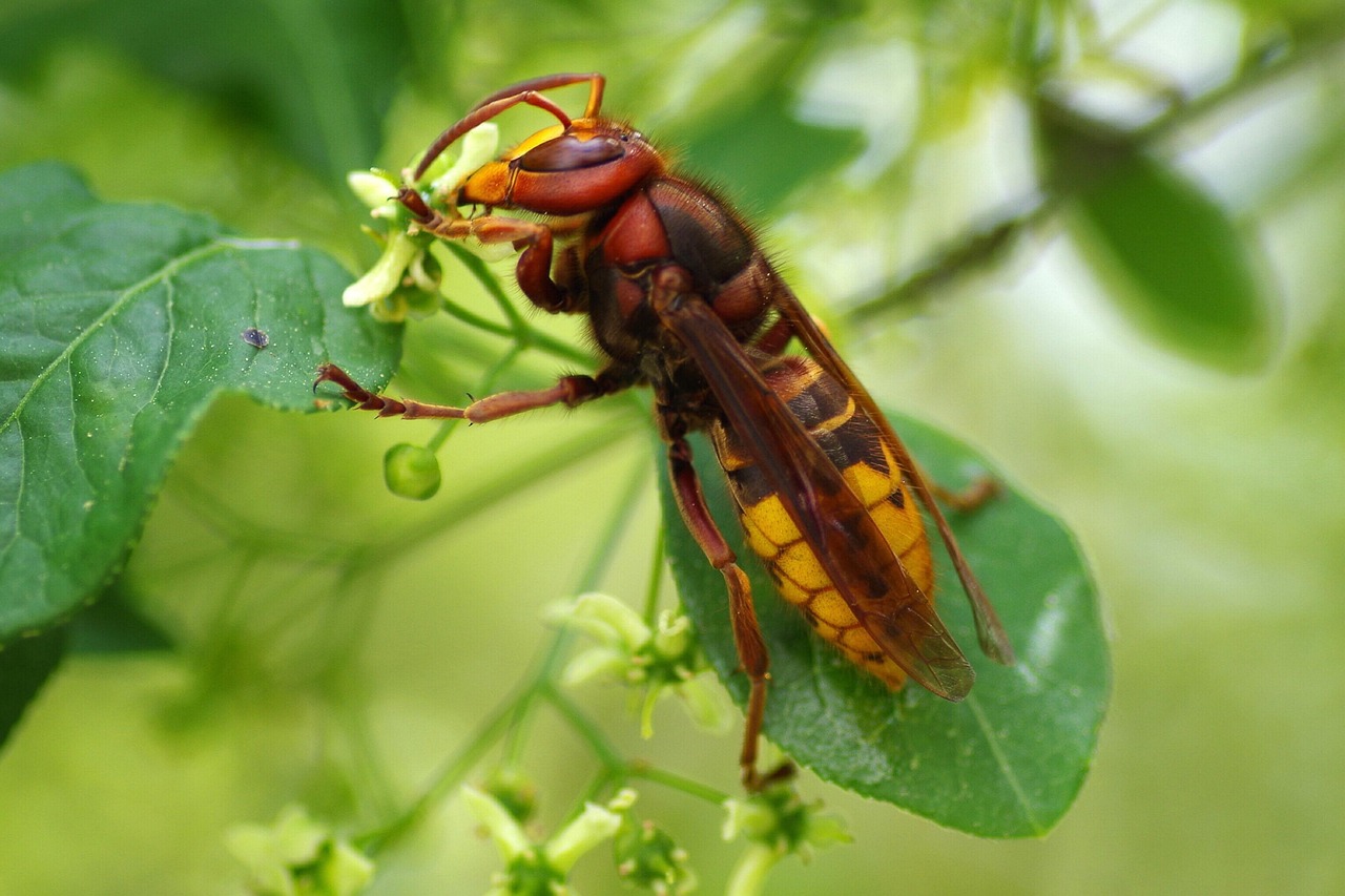 大黄蜂 昆虫 自然 - Pixabay上的免费照片 - Pixabay