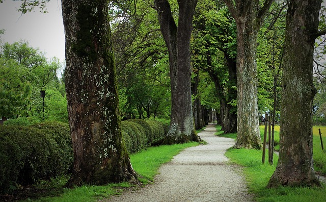 Free Trees Avenue photo and picture