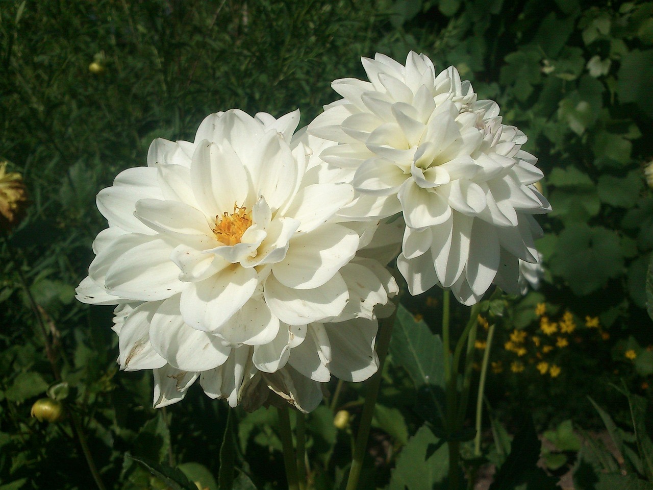 dalia-338312_1280.jpg