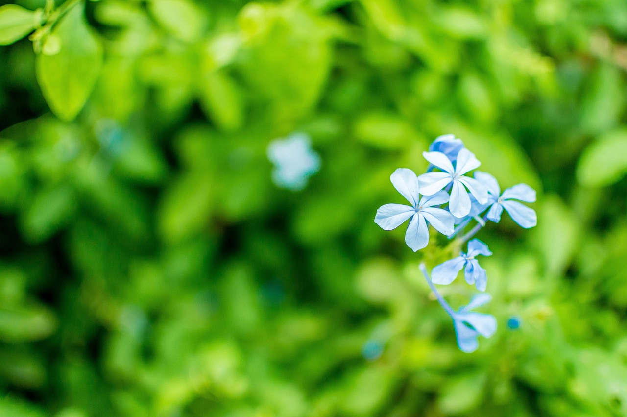 わすれな草 花 青 Pixabayの無料写真