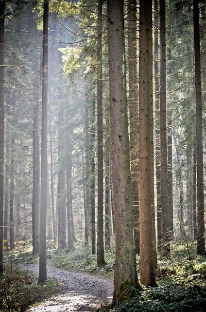 Pădure, Soare, Verde, Natură, Copac