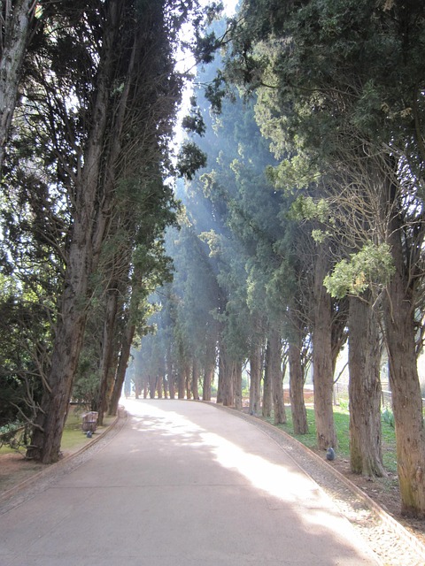 Alhambra, Træer, Allé, Spanien, Sti