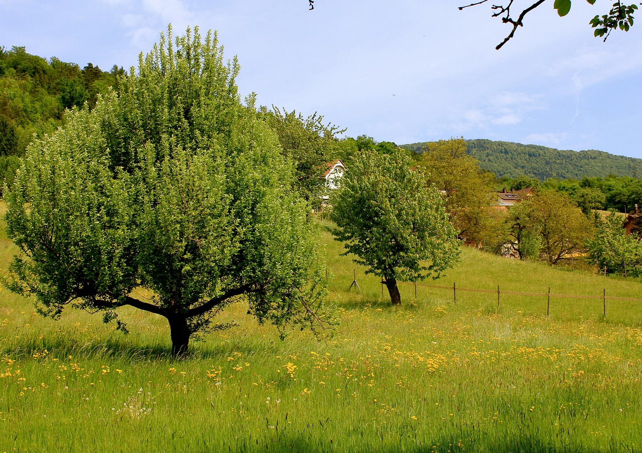 Nature Tree Landscape - Free photo on Pixabay - Pixabay