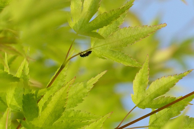 Ahorn, Verdure, Forår, Grøn, Træ, Insekt