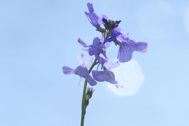 Blå Tudseflax, Forår, Blomst