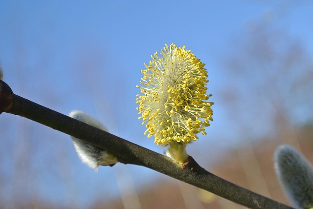Free Willow Catkins Blossom photo and picture